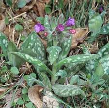 Attēlu rezultāti vaicājumam “Pulmonaria officinalis”