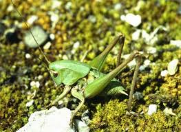 Attēlu rezultāti vaicājumam “Decticus verrucivorus”