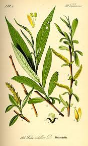 Attēlu rezultāti vaicājumam “Salix alba”