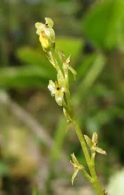 Attēlu rezultāti vaicājumam “Hammarbya paludosa”