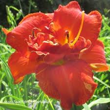 Image result for Hemerocallis `Moses Fire`