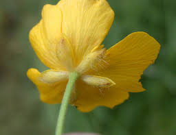 Attēlu rezultāti vaicājumam “Ranunculus acris flower”