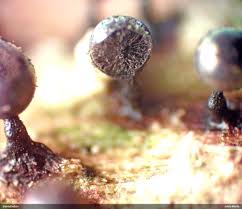 Attēlu rezultāti vaicājumam “Lamproderma debile macro”