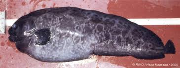 Image result for Anarhichas denticulatus