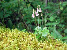 Attēlu rezultāti vaicājumam “Linnaea borealis leaf”