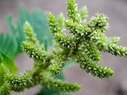 Attēlu rezultāti vaicājumam “Amaranthus retroflexus flower”