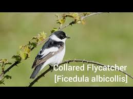 Image result for Ficedula albicollis