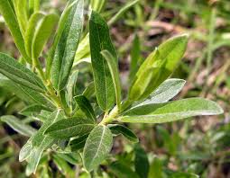 Attēlu rezultāti vaicājumam “Salix repens subsp. rosmarinifolia”