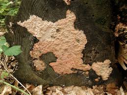 Attēlu rezultāti vaicājumam “Rhodonia placenta”