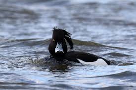 Attēlu rezultāti vaicājumam “Aythya fuligula male”