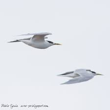 Image result for Sterna acuflavida