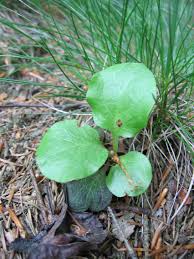 Attēlu rezultāti vaicājumam “Pyrola media”