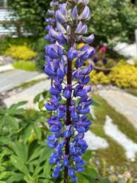 Image result for Lupinus polyphyllus Lindl.