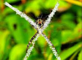 Image result for st andrews cross spider