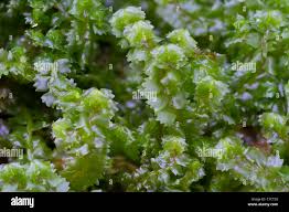 Attēlu rezultāti vaicājumam “Barbilophozia barbata”