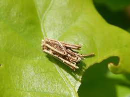 Attēlu rezultāti vaicājumam “Psyche casta larva”