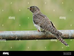 Attēlu rezultāti vaicājumam “Cuculus canorus juvenile”
