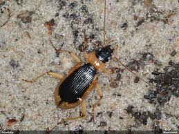 Attēlu rezultāti vaicājumam “Nebria livida”