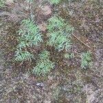 Attēlu rezultāti vaicājumam “Astragalus arenarius leaf”