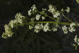 Attēlu rezultāti vaicājumam “Galium album flower”