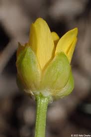 Attēlu rezultāti vaicājumam “Ficaria verna flower”