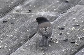 Image result for Junco hyemalis