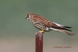 Attēlu rezultāti vaicājumam “Falco tinnunculus adult”