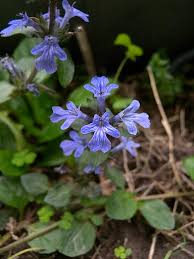 Attēlu rezultāti vaicājumam “Ajuga reptans flower”