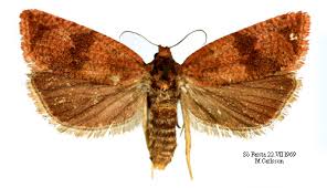 Attēlu rezultāti vaicājumam “Celypha striana”