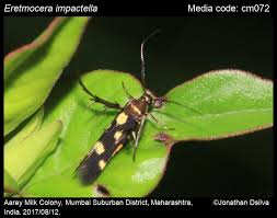 Attēlu rezultāti vaicājumam “Scythrididae”