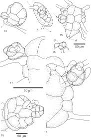 Attēlu rezultāti vaicājumam “Blasia pusilla sporophyte”