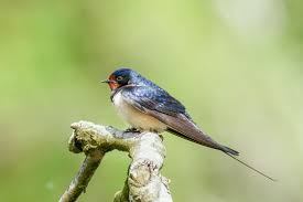 Attēlu rezultāti vaicājumam “Hirundo rustica”