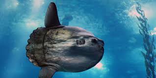 Image result for Mola mola
