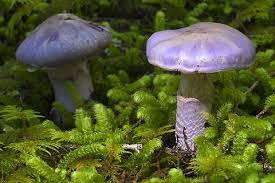 Attēlu rezultāti vaicājumam “Cortinarius traganus”