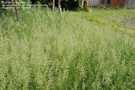 Attēlu rezultāti vaicājumam “Poa pratensis flower”