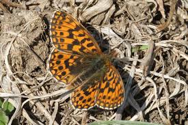 Attēlu rezultāti vaicājumam “Boloria dia upperside”