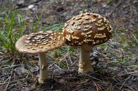 Attēlu rezultāti vaicājumam “Amanita regalis”