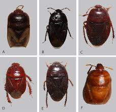 Attēlu rezultāti vaicājumam “Cydnidae”