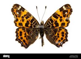 Attēlu rezultāti vaicājumam “Araschnia levana upperside”