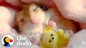 Image result for Gerbil