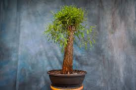 Image result for parthenocissus bonsai
