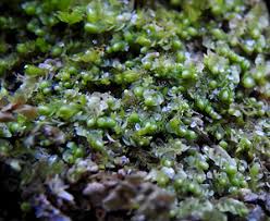 Attēlu rezultāti vaicājumam “Jungermannia hyalina cells”