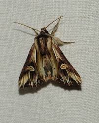 Attēlu rezultāti vaicājumam “Anacampsis blatariella”