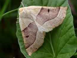 Attēlu rezultāti vaicājumam “Crocallis elinguaria larva”