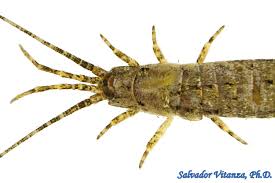 Attēlu rezultāti vaicājumam “Machilidae”