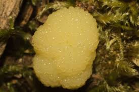 Attēlu rezultāti vaicājumam “Stemonitis fusca plasmodium”