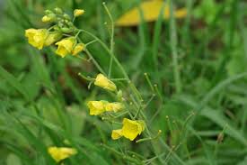Attēlu rezultāti vaicājumam “Diplotaxis tenuifolia leaf”