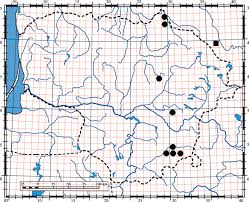 Attēlu rezultāti vaicājumam “Glyceria lithuanica”