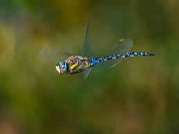 Attēlu rezultāti vaicājumam “Aeshna mixta”