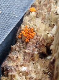 Attēlu rezultāti vaicājumam “Hemitrichia decipiens spores”